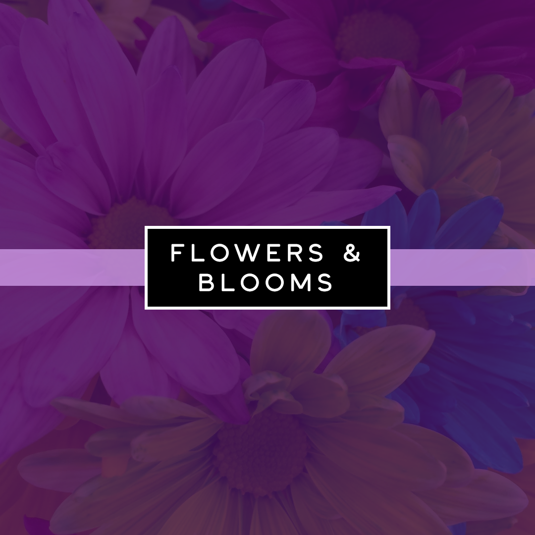 Flowers & Blooms Scents Collection. Strong scented fragrance with jasmine, rose, and lilac. Eco friendly and non toxic.